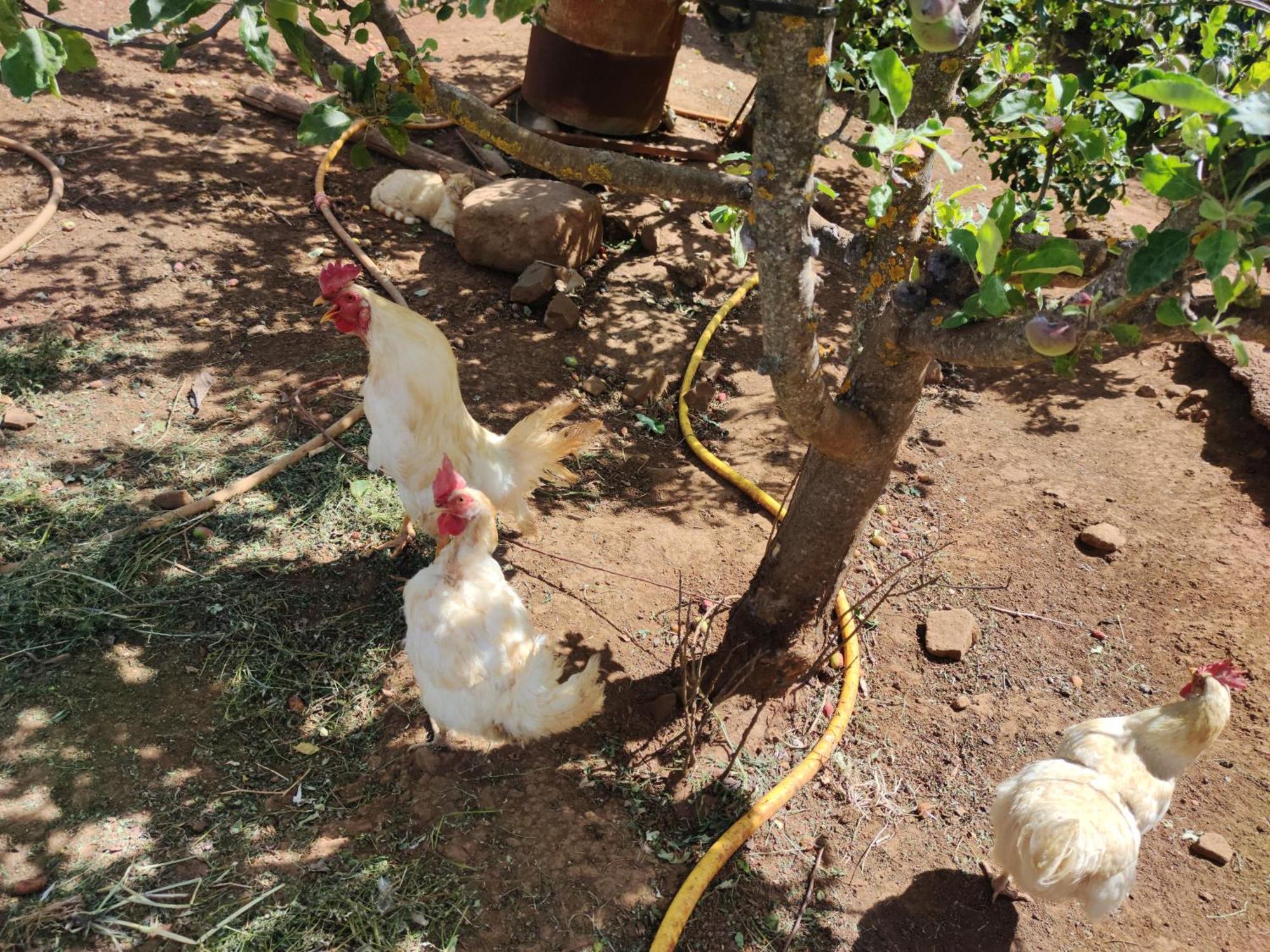 Finca El Cercadillo Gáldar 외부 사진